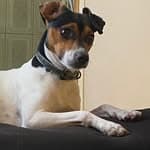 Pablitopets